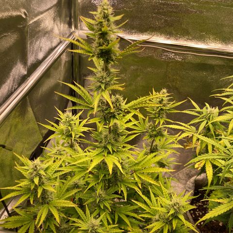 Hindu Kush Automatic growlog timeline photo