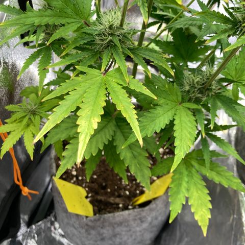 Hindu Kush Automatic growlog timeline photo