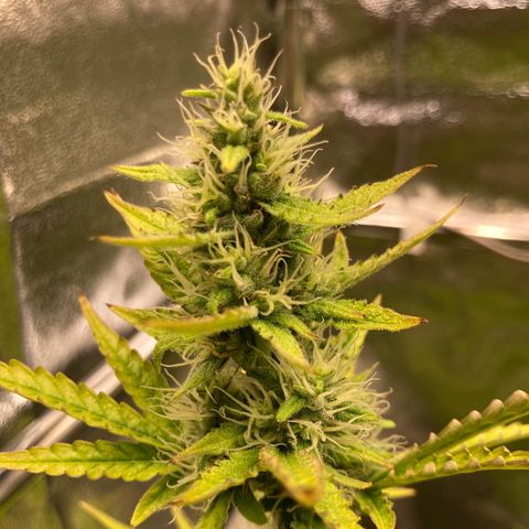 Hindu Kush Automatic growlog timeline photo