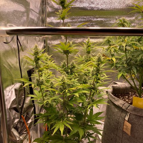 Hindu Kush Automatic growlog timeline photo