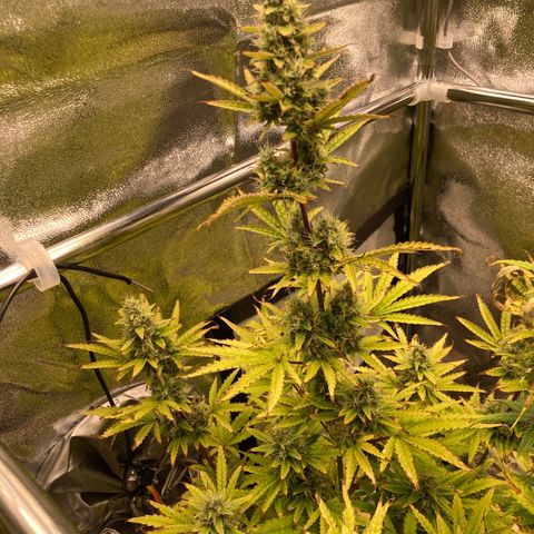 Hindu Kush Automatic growlog timeline photo