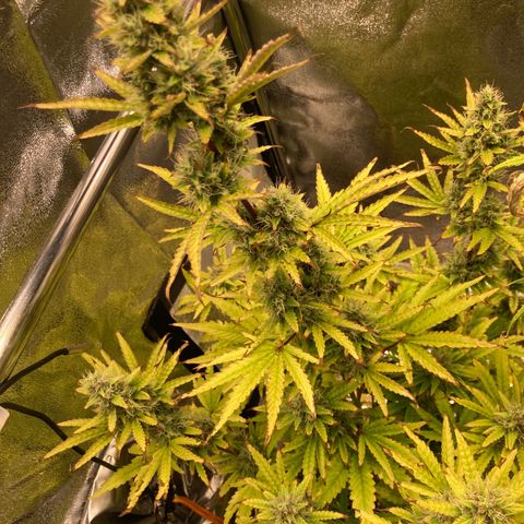 Hindu Kush Automatic growlog timeline photo