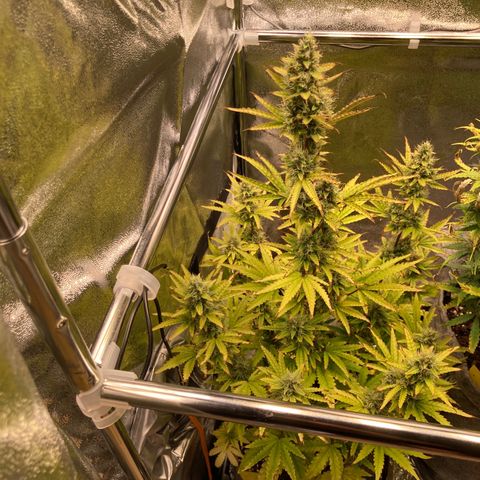 Hindu Kush Automatic growlog timeline photo