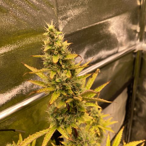 Hindu Kush Automatic growlog timeline photo