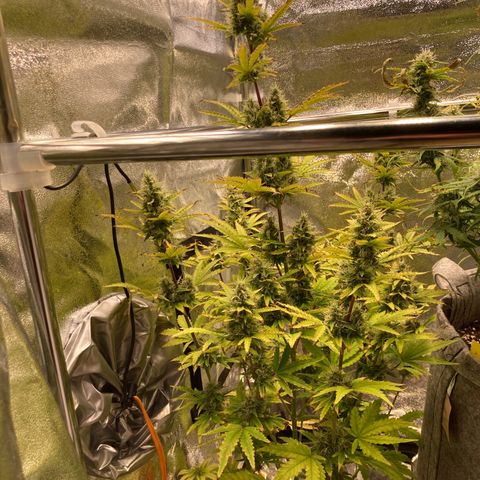 Hindu Kush Automatic growlog timeline photo