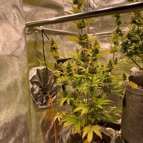 Hindu Kush Automatic growlog timeline photo