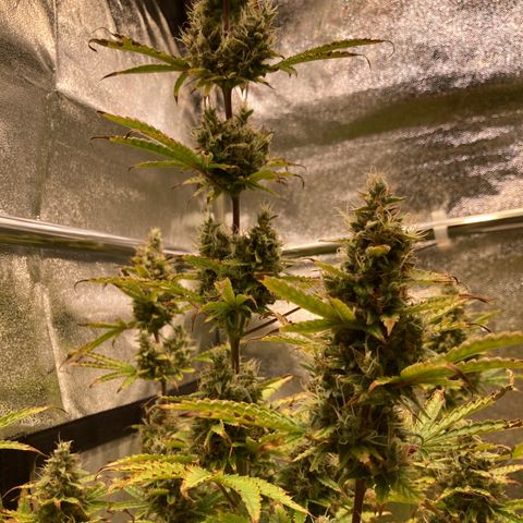 Hindu Kush Automatic growlog photo: Foxtailing, letzte tage über 34grad in der box,  aber trotzdem chillige buds, dünger greift, heute letztes mal düngen, dann nur noch wasser. Untere blätter hatten calciummangel but thats ok. 