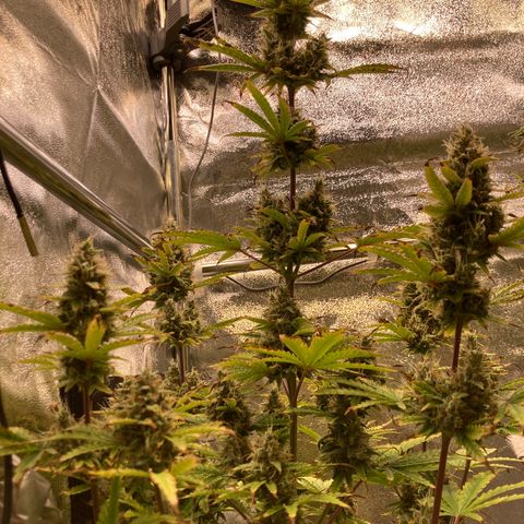 Hindu Kush Automatic growlog photo: Foxtailing, letzte tage über 34grad in der box,  aber trotzdem chillige buds, dünger greift, heute letztes mal düngen, dann nur noch wasser. Untere blätter hatten calciummangel but thats ok. 