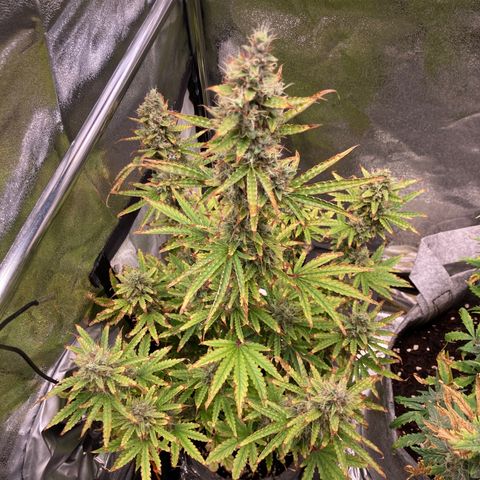 Hindu Kush Automatic growlog photo: Foxtailing, letzte tage über 34grad in der box,  aber trotzdem chillige buds, dünger greift, heute letztes mal düngen, dann nur noch wasser. Untere blätter hatten calciummangel but thats ok. 