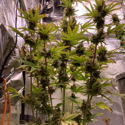 Hindu Kush Automatic growlog photo: Foxtailing, letzte tage über 34grad in der box,  aber trotzdem chillige buds, dünger greift, heute letztes mal düngen, dann nur noch wasser. Untere blätter hatten calciummangel but thats ok. 