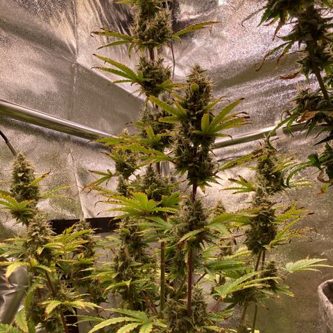 Hindu Kush Automatic growlog photo: Foxtailing, letzte tage über 34grad in der box,  aber trotzdem chillige buds, dünger greift, heute letztes mal düngen, dann nur noch wasser. Untere blätter hatten calciummangel but thats ok. 