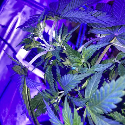 Bubba76 growlog timeline photo