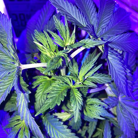 Bubba76 growlog timeline photo