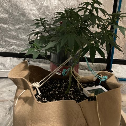 Bubba76 growlog timeline photo