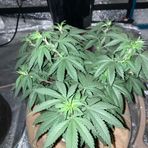 Bubba76 growlog timeline photo