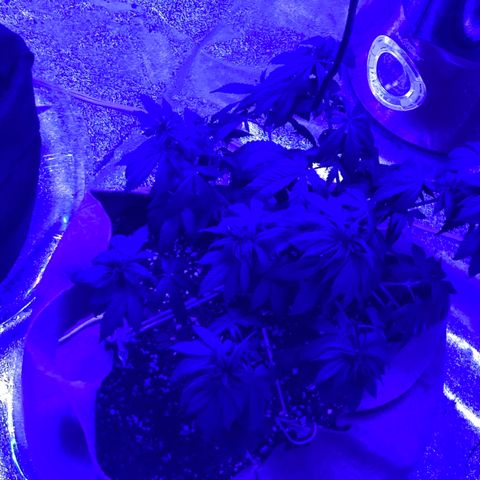 Bubba76 growlog timeline photo