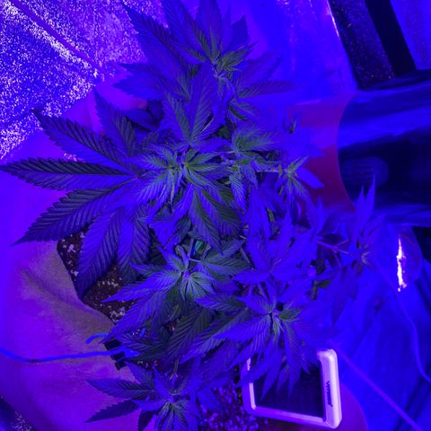 Bubba76 growlog timeline photo