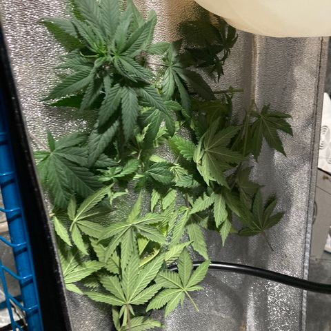 Bubba76 growlog timeline photo