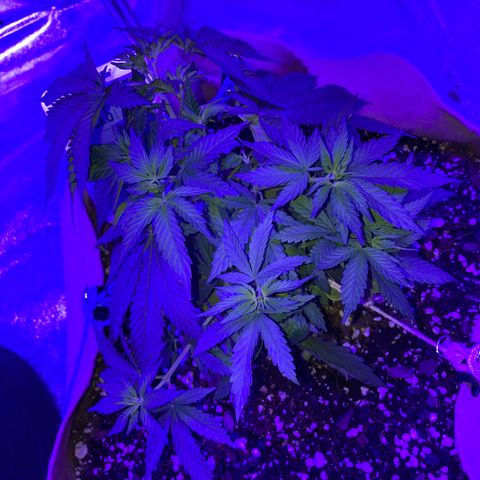 Bubba76 growlog timeline photo