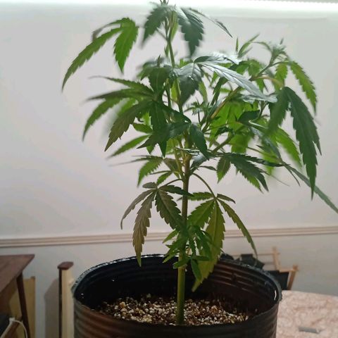Double Cookies growlog timeline photo