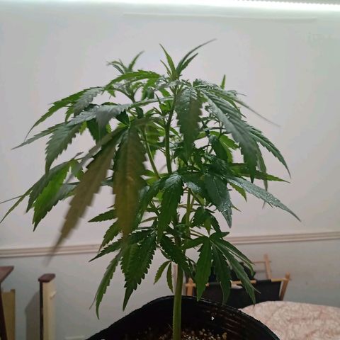 Double Cookies growlog timeline photo