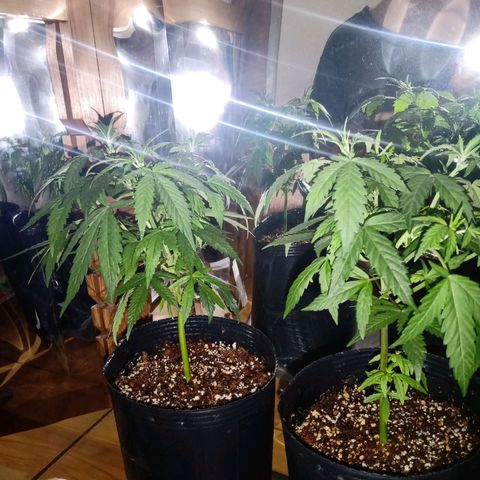 Double Cookies growlog timeline photo