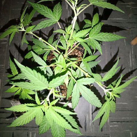Double Cookies growlog timeline photo
