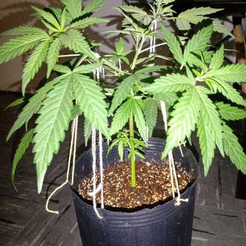 Double Cookies growlog timeline photo