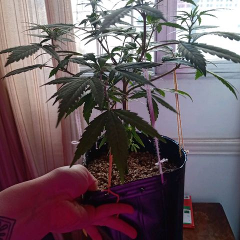 Double Cookies growlog timeline photo