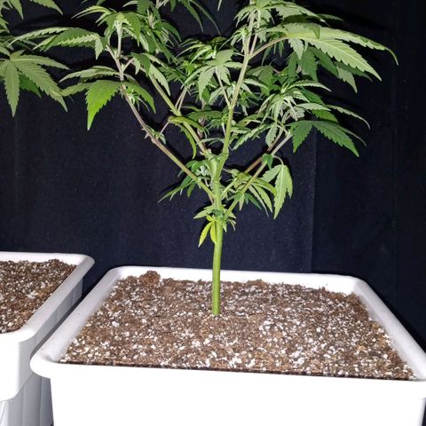 Double Cookies growlog timeline photo