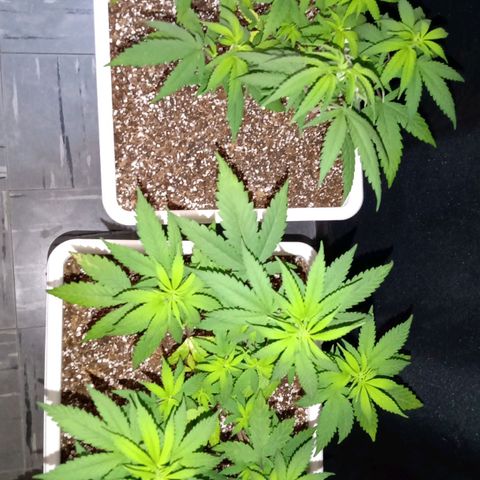 Double Cookies growlog timeline photo