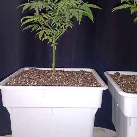 Double Cookies growlog timeline photo