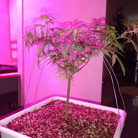 Double Cookies growlog timeline photo