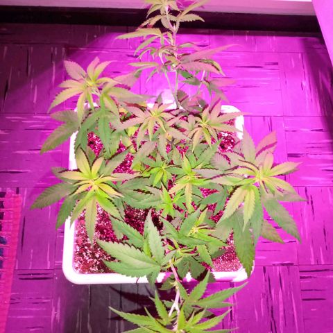 Double Cookies growlog timeline photo