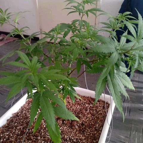 Double Cookies growlog timeline photo