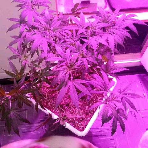 Double Cookies growlog timeline photo