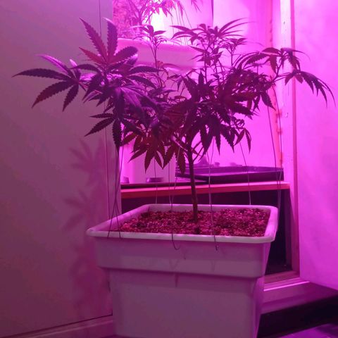 Double Cookies growlog timeline photo