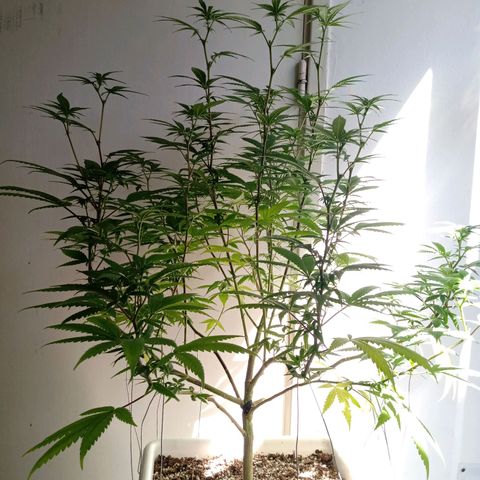 Double Cookies growlog timeline photo