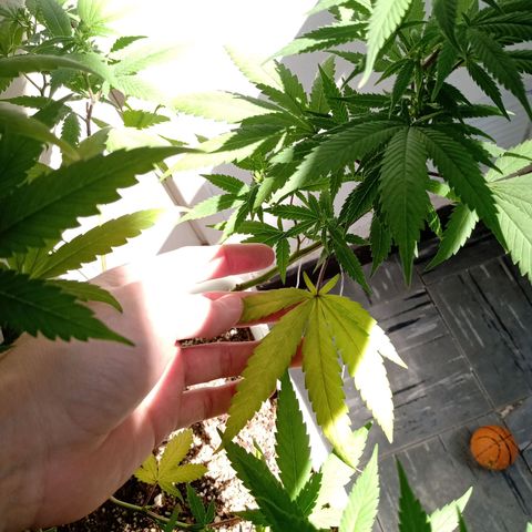Double Cookies growlog timeline photo