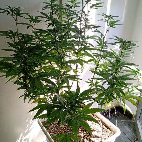 Double Cookies growlog timeline photo