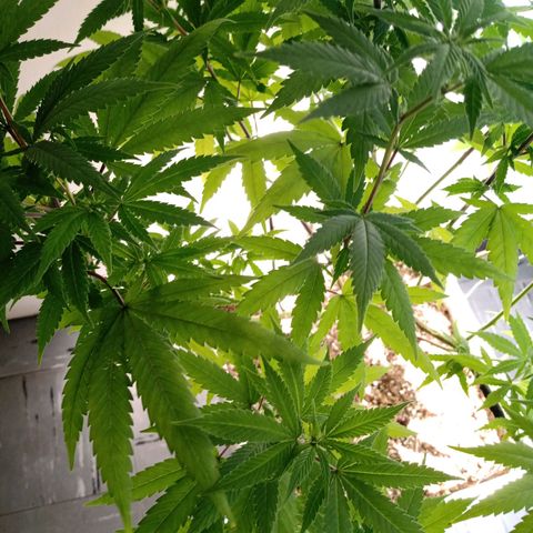 Double Cookies growlog timeline photo