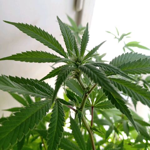 Double Cookies growlog timeline photo