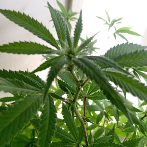 Double Cookies growlog timeline photo