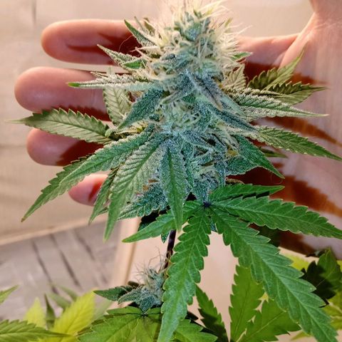 Double Cookies growlog timeline photo
