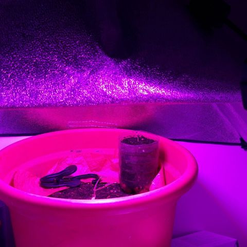 Critical Kush (Sanaleo) growlog photo: Guten Morgen kleine Kushy 6.22Uhr. Mittlerweile ca 6cm groß