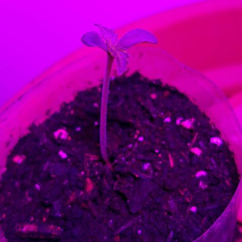 Critical Kush (Sanaleo) growlog photo: Guten Morgen kleine Kushy 6.22Uhr. Mittlerweile ca 6cm groß