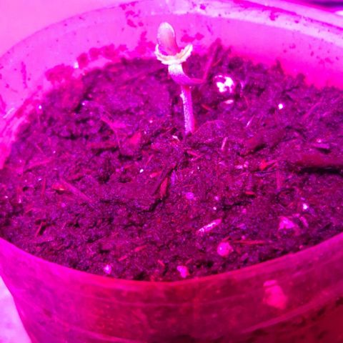 Critical Kush (Sanaleo) growlog photo: Langsam Bettzeit meine kleine. Tank nochmal für die Nacht =) 19.56Uhr