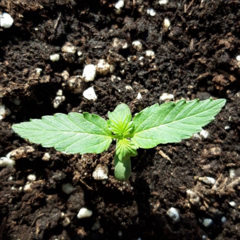 Critical Kush (Sanaleo) growlog photo: 9Uhr auf der Fensterbank