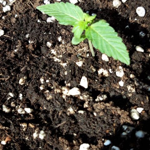 Critical Kush (Sanaleo) growlog photo: 9Uhr auf der Fensterbank