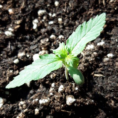 Critical Kush (Sanaleo) growlog photo: 9Uhr auf der Fensterbank